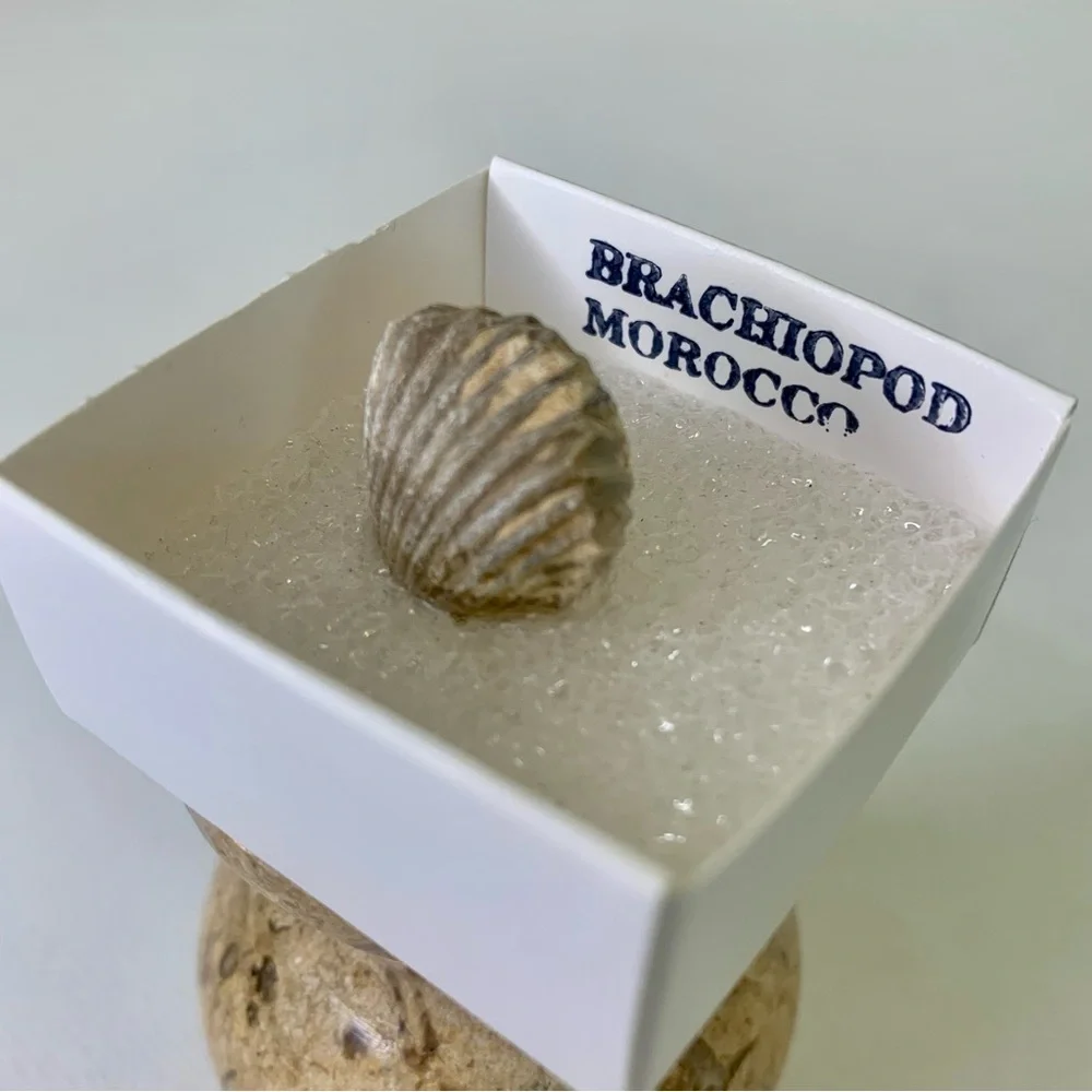 Brachiopod Fossil Rhynchoellida Boujdour Western Sahara Morocco Cretaceous Boxed